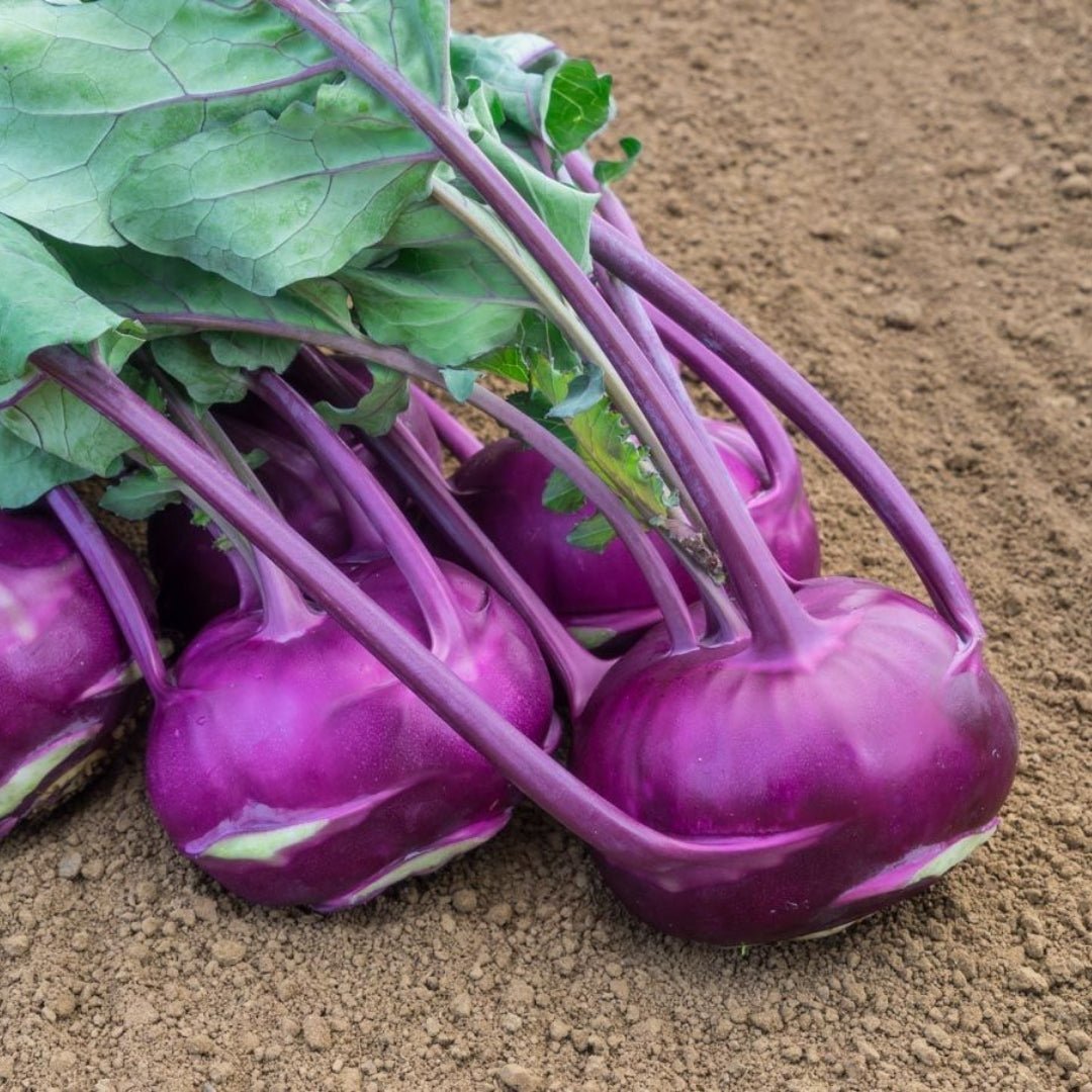 Kohlrabi Samen 'Blaro' - 50 Biosamen