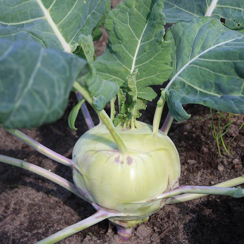 Kohlrabi Samen 'Delikatesse white' - 50 Biosamen