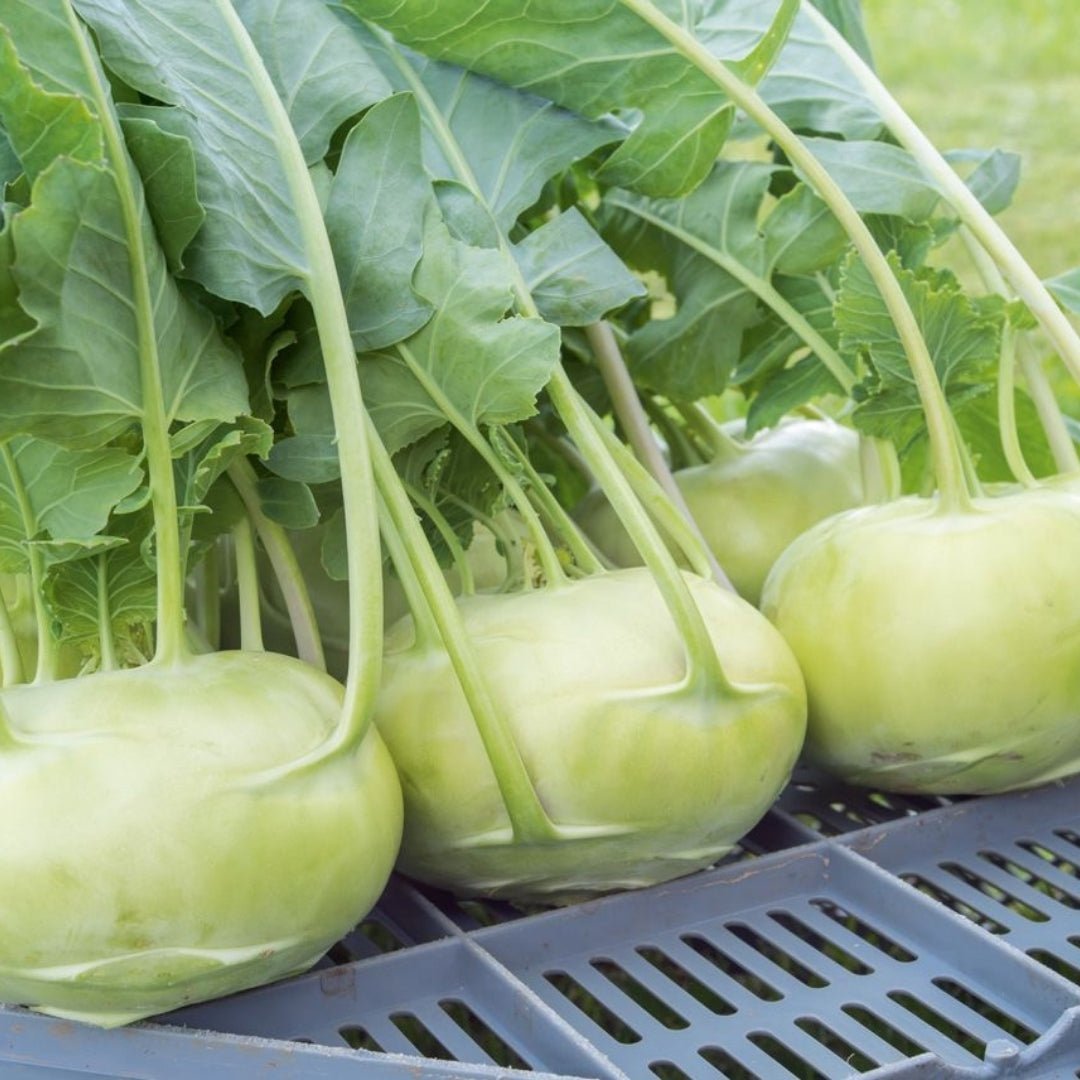 Kohlrabi Samen 'Fridolin' - 50 Biosamen