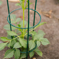 Konische Pflanzenstütze, L: 18 cm B: 18 cm H: 48 cm