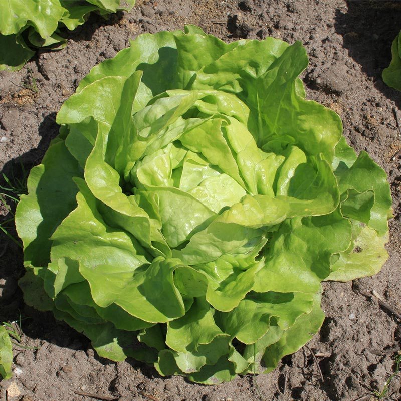 Kopfsalat Samen 'Suzan' - 200 Biosamen