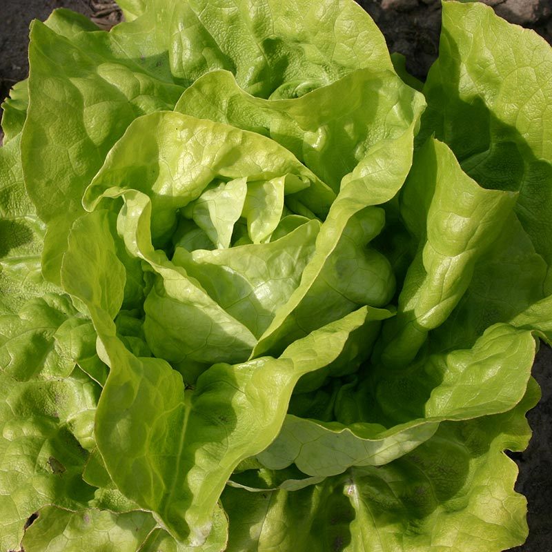 Kopfsalat Samen 'Victoria' - 200 Biosamen