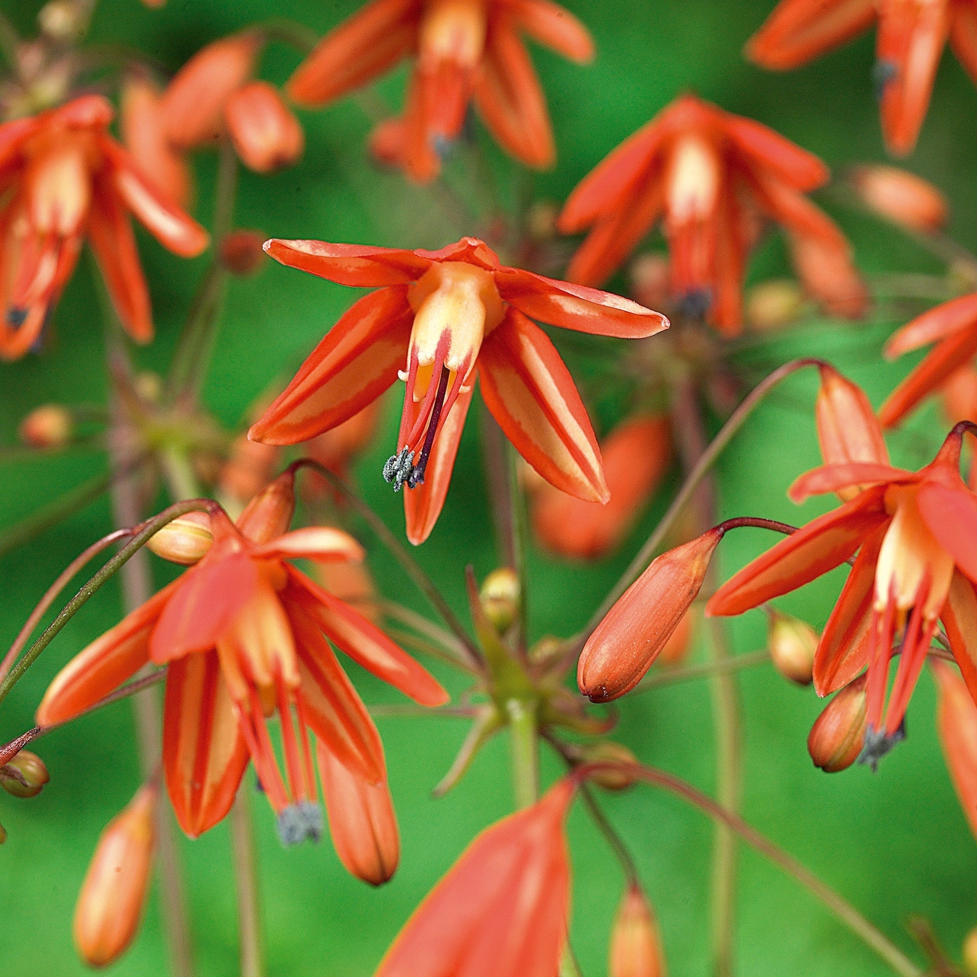 Korallentröpfchen, Bessera elegans