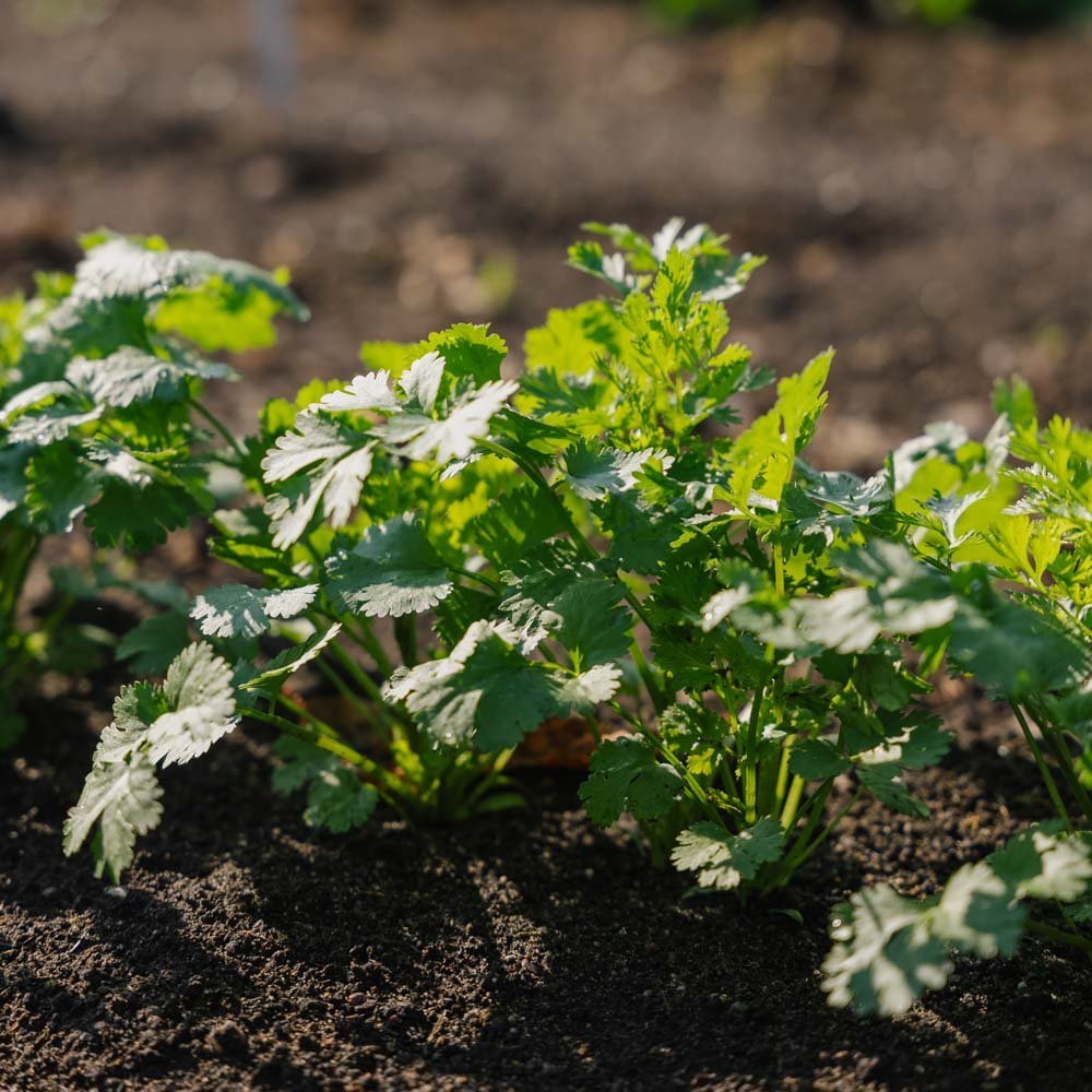 Koriandersamen - 100 Biosamen