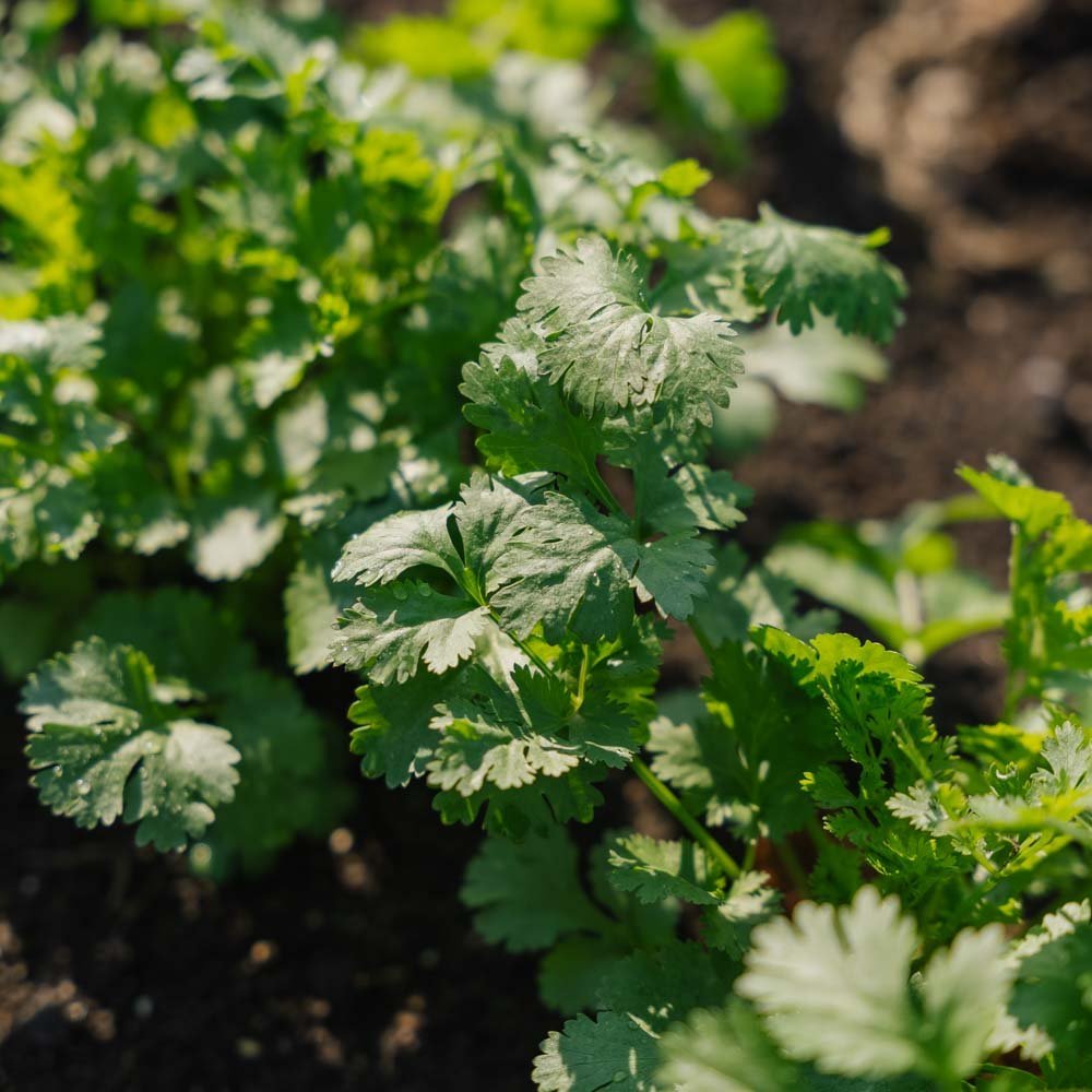 Koriandersamen - 100 Biosamen