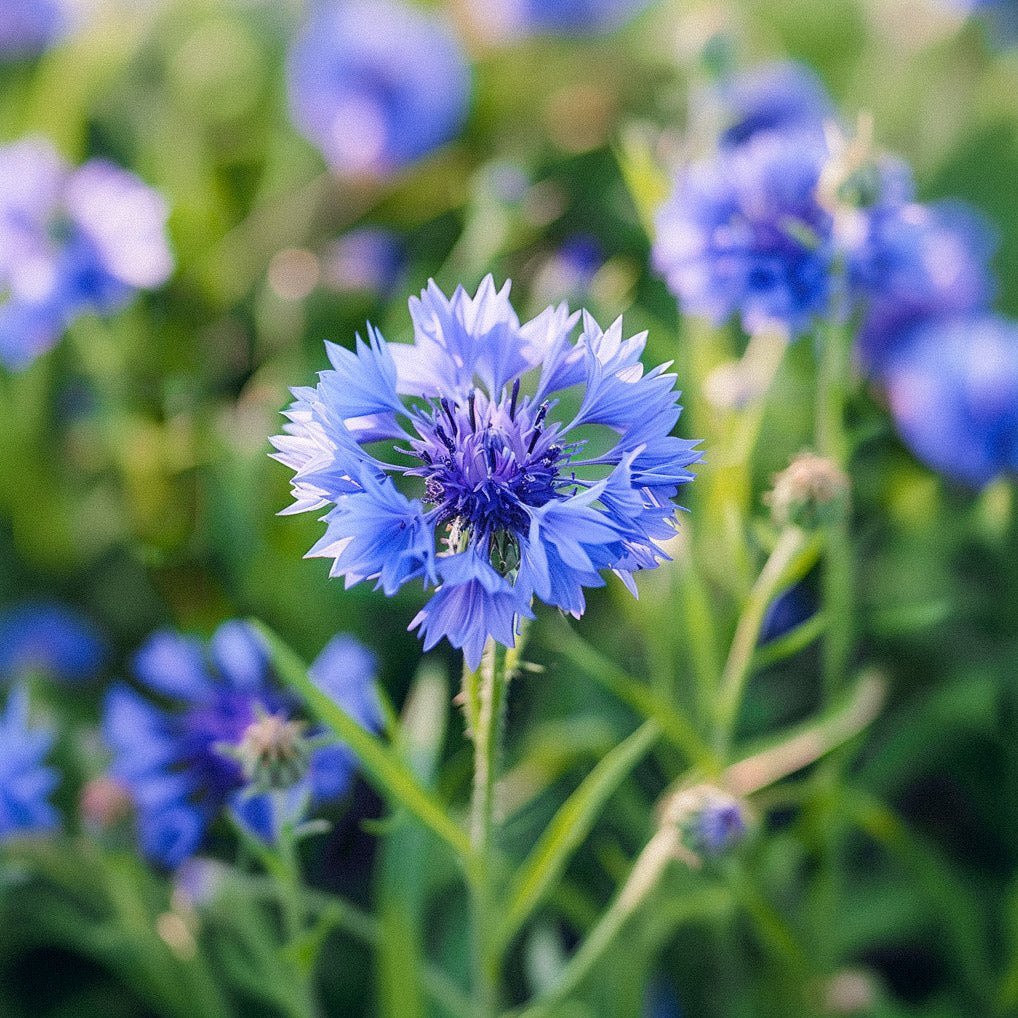 Kornblumen Samen 'Cornflower' - 120 Biosamen