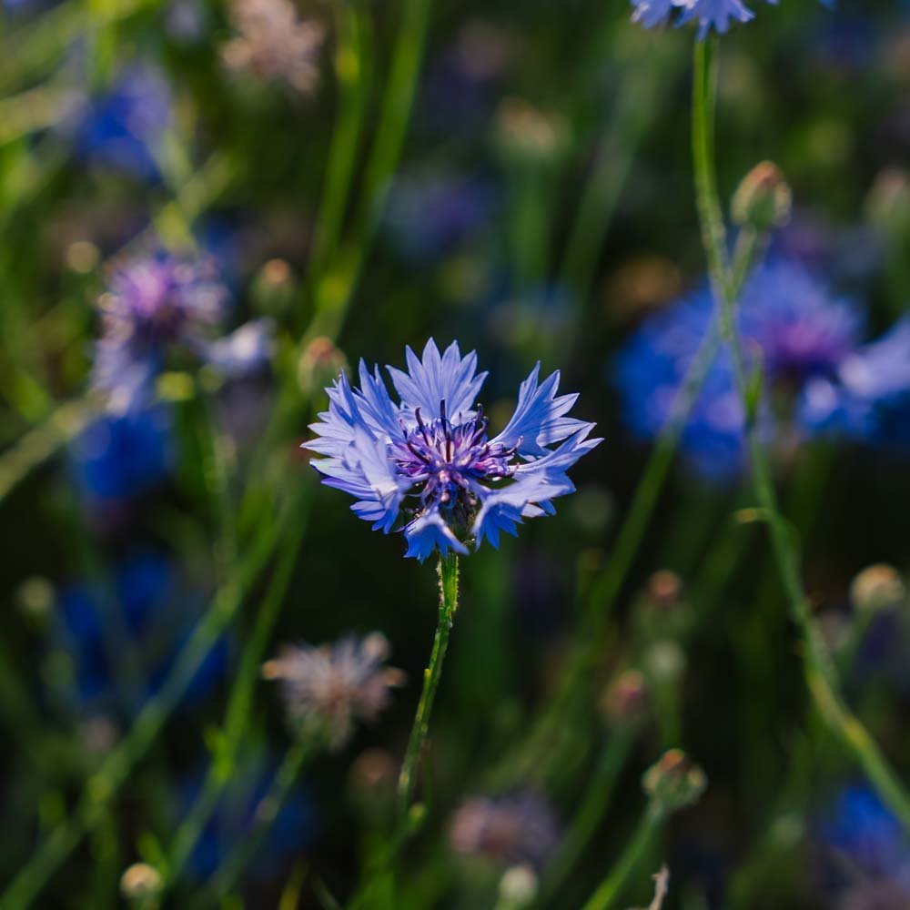 Kornblumen Samen 'Cornflower' - 120 Biosamen