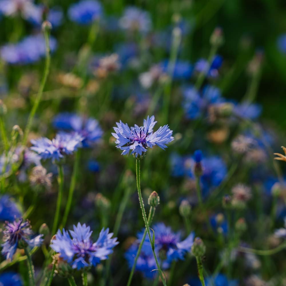 Kornblumen Samen 'Cornflower' - 120 Biosamen