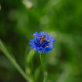Kornblumen Samen 'Cornflower' - 120 Biosamen