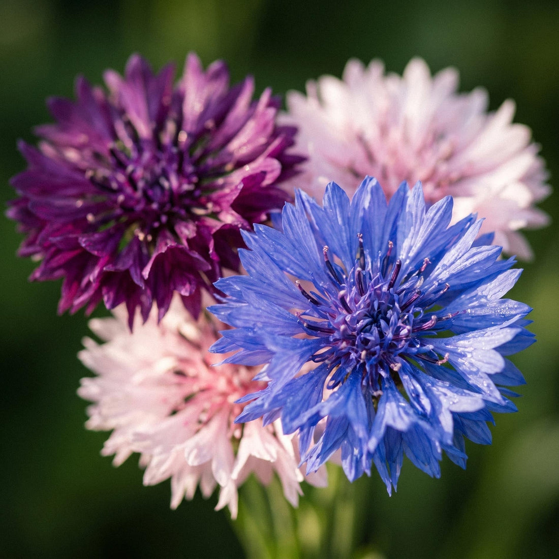 Kornblumensamen 'Tall Double Mix' - 50 Bio-Samen