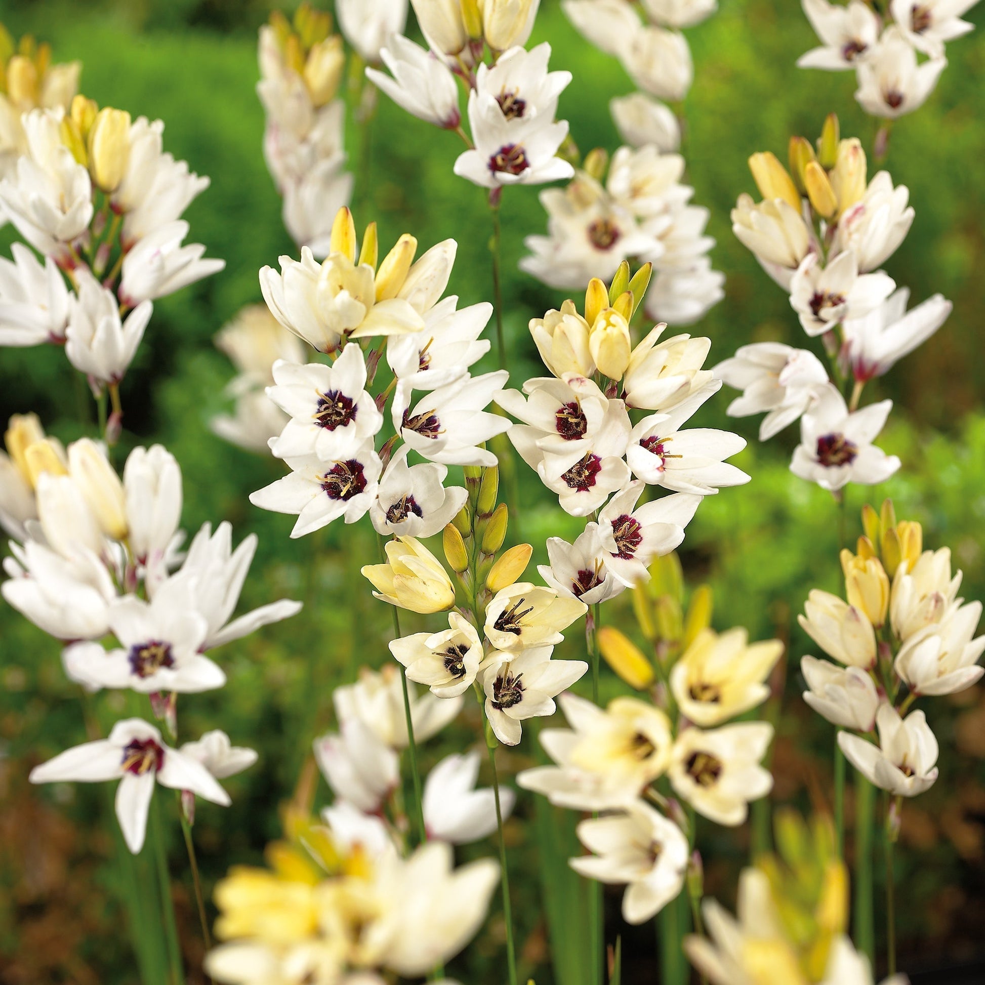 Kornlilie, Ixia 'Giant'