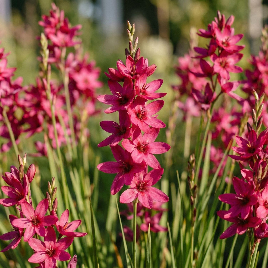 Kornlilie, Ixia 'Mabel'