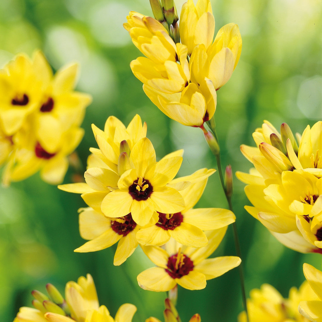 Kornlilie, Ixia 'Yellow Emperor'