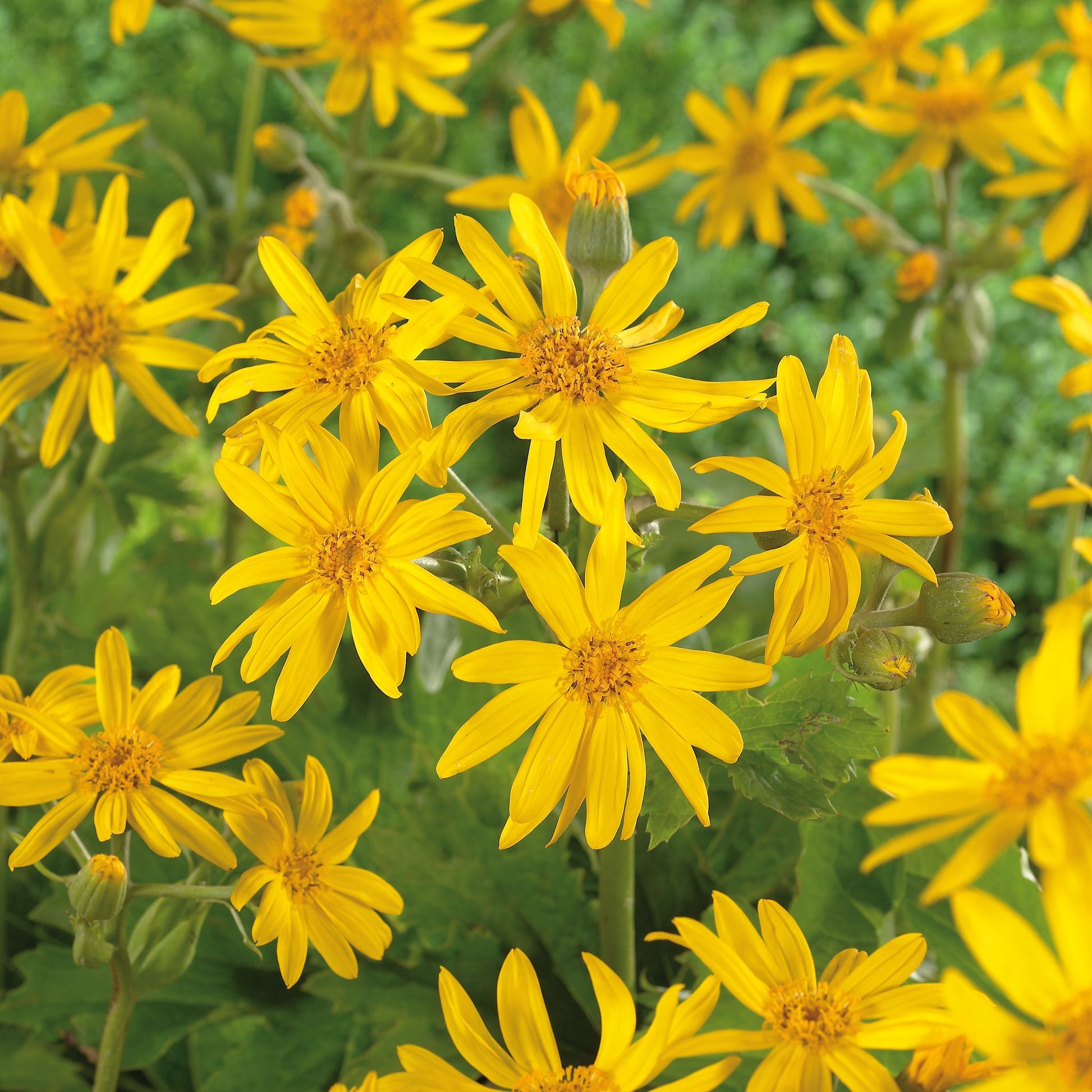 Kreuzkraut, Ligularia 'Britt - Marie Crawford'