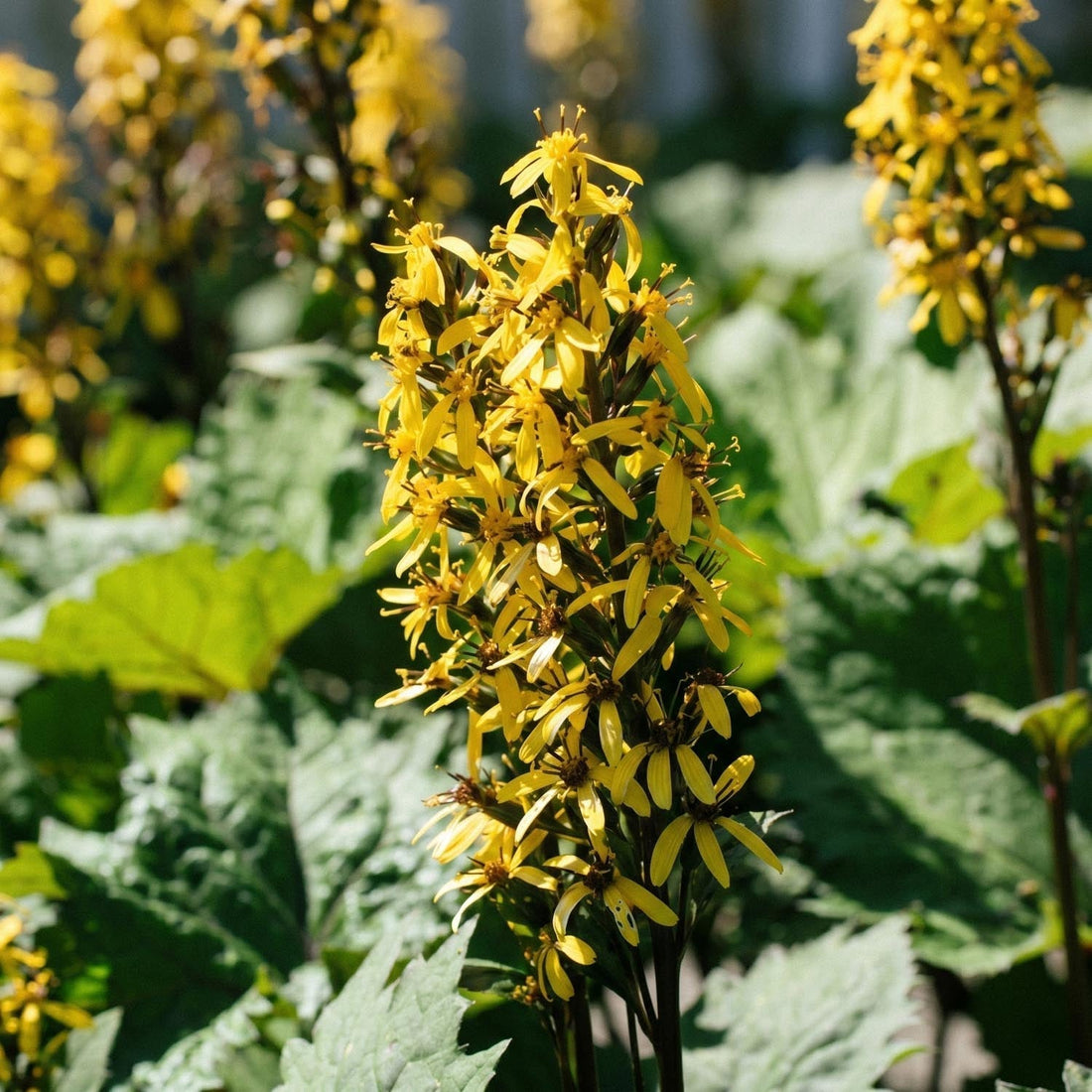 Kreuzkraut, Ligularia 'The Rocket'