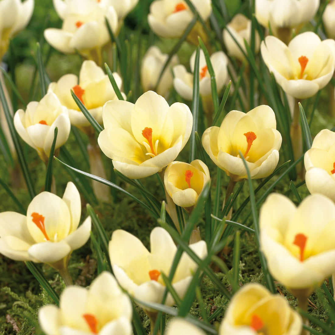 Krokus, Crocus 'Cream Beauty'