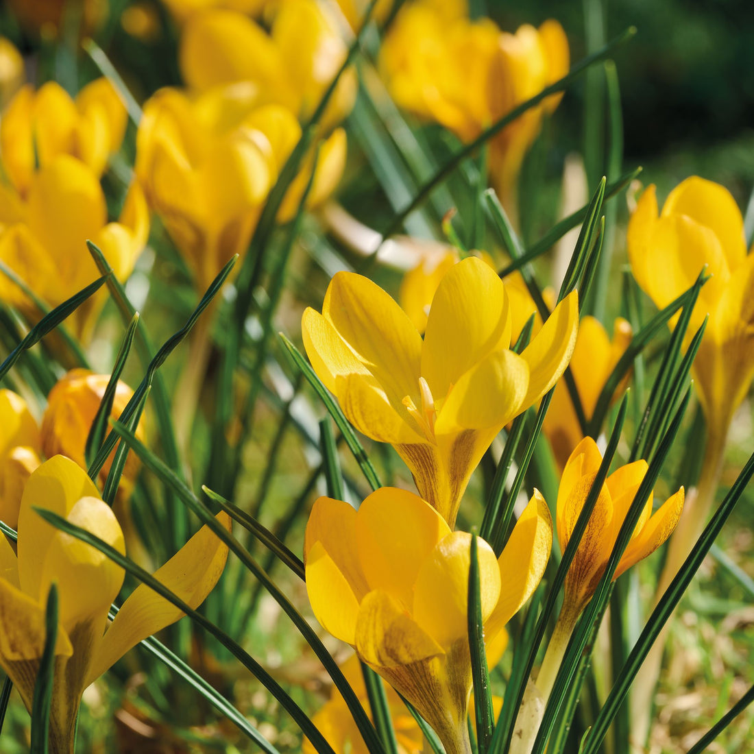 Krokus, Crocus 'Dorothy'