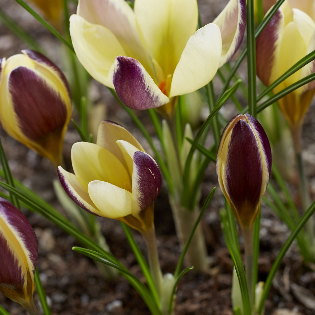 Krokus, Crocus 'Herald'