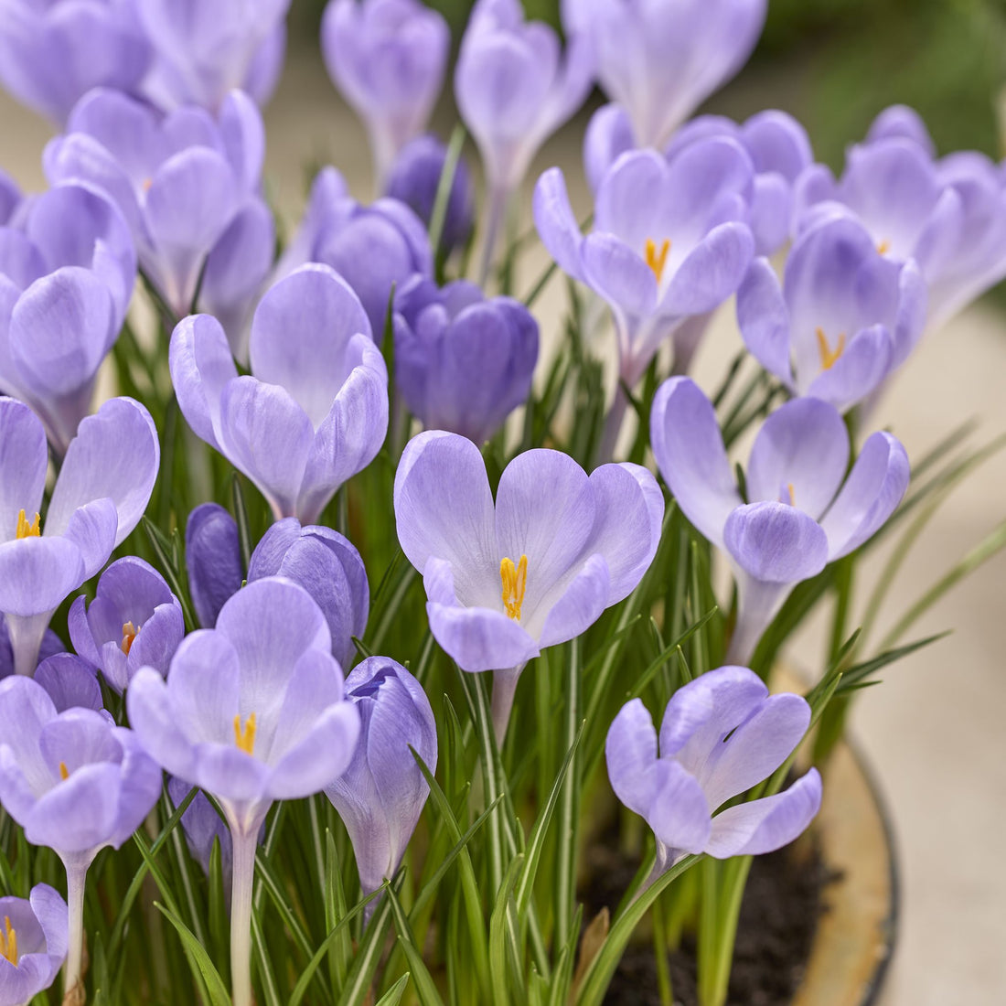 Krokus, Crocus 'Hummingbird'