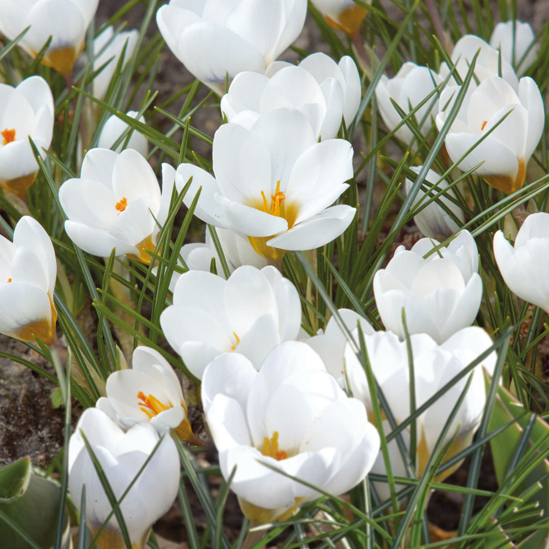 Krokus, Crocus 'Polar Bear'