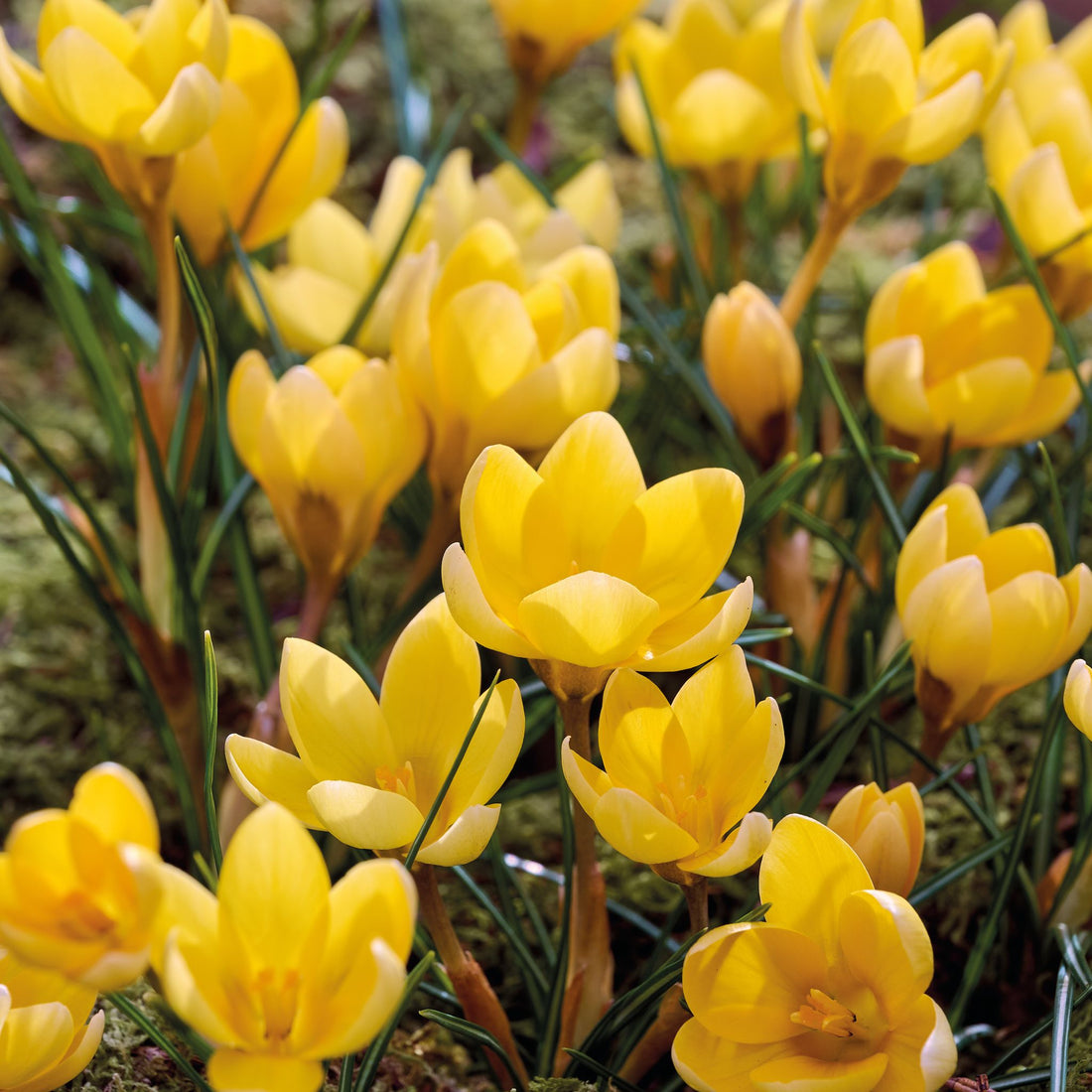Krokus, Crocus 'Romance'