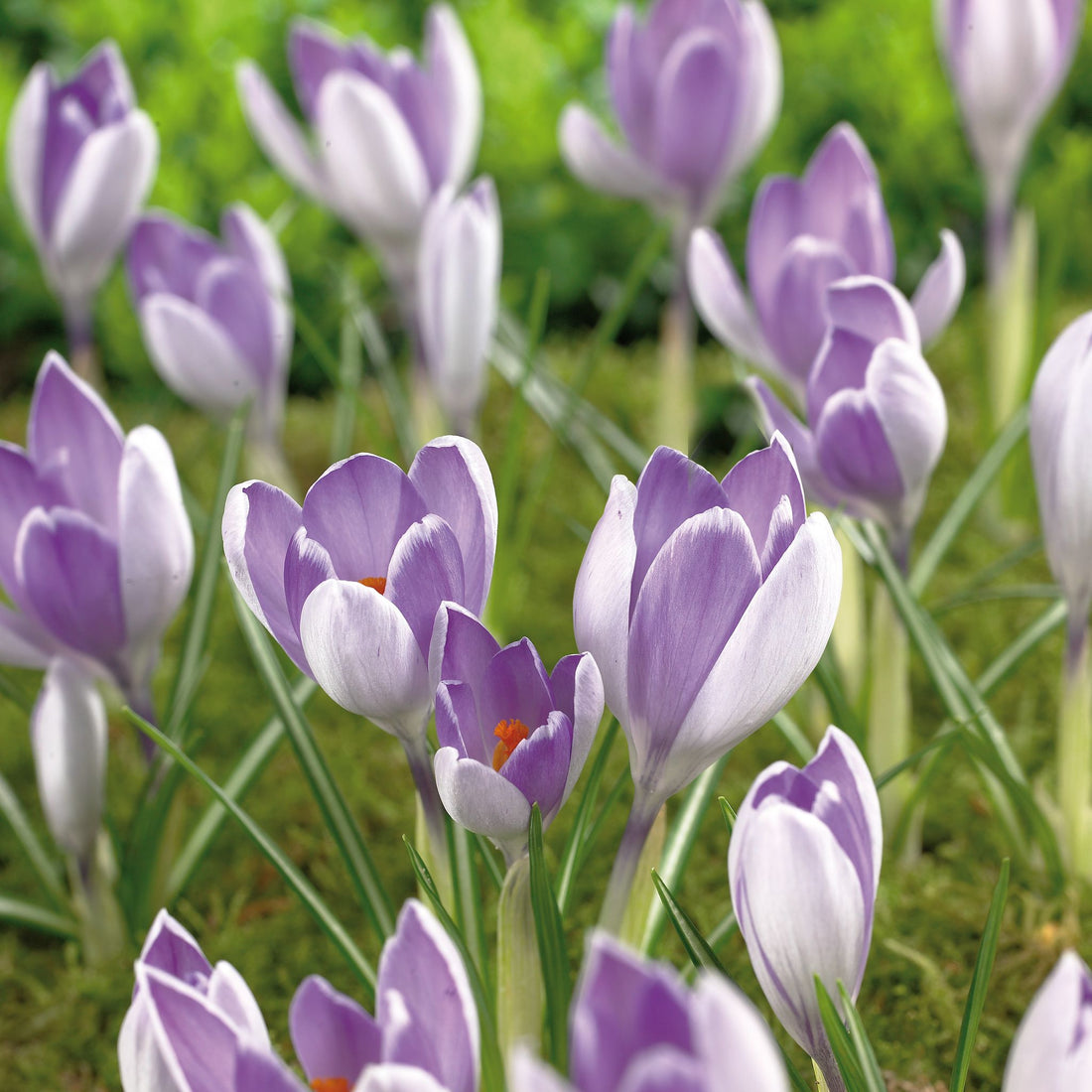 Krokus, Crocus 'Whale Shark'