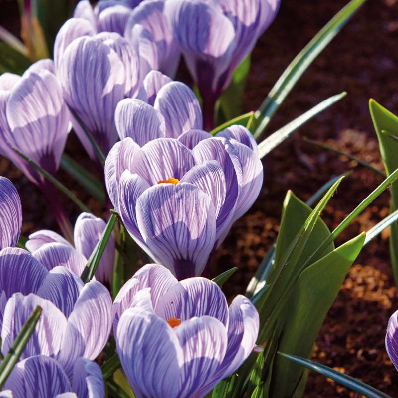 Krokus 'Pickwick'