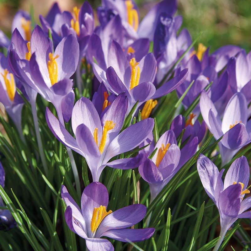 Krokus 'Ruby Giant'
