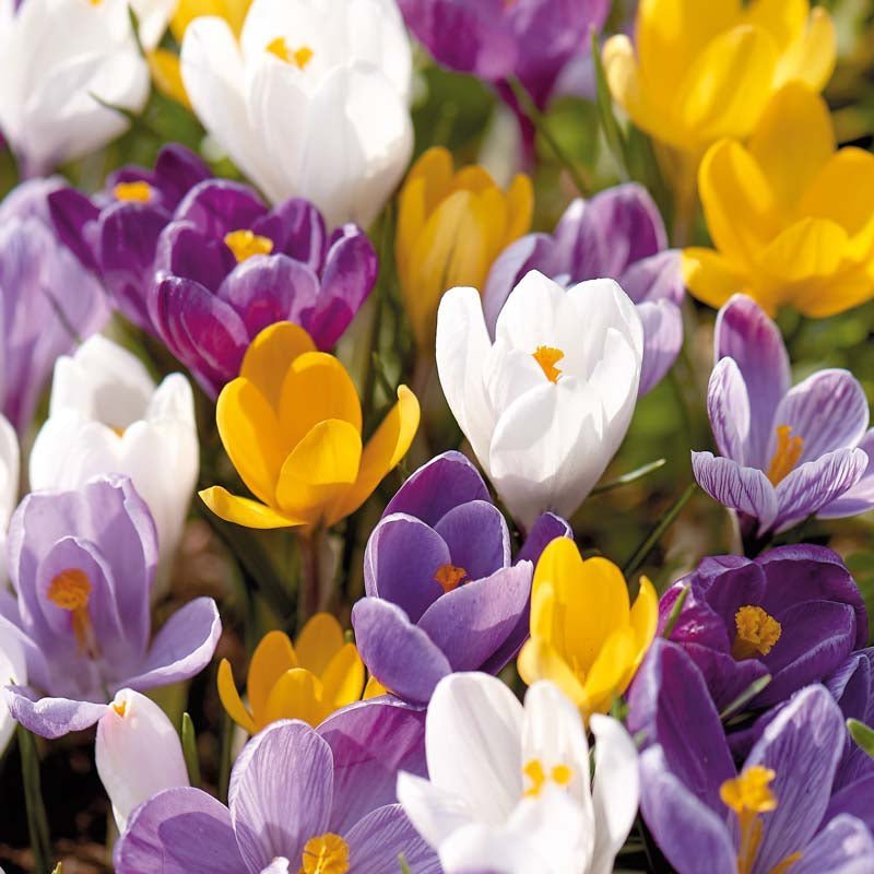 Krokusmischung 'Vernus Mixed'