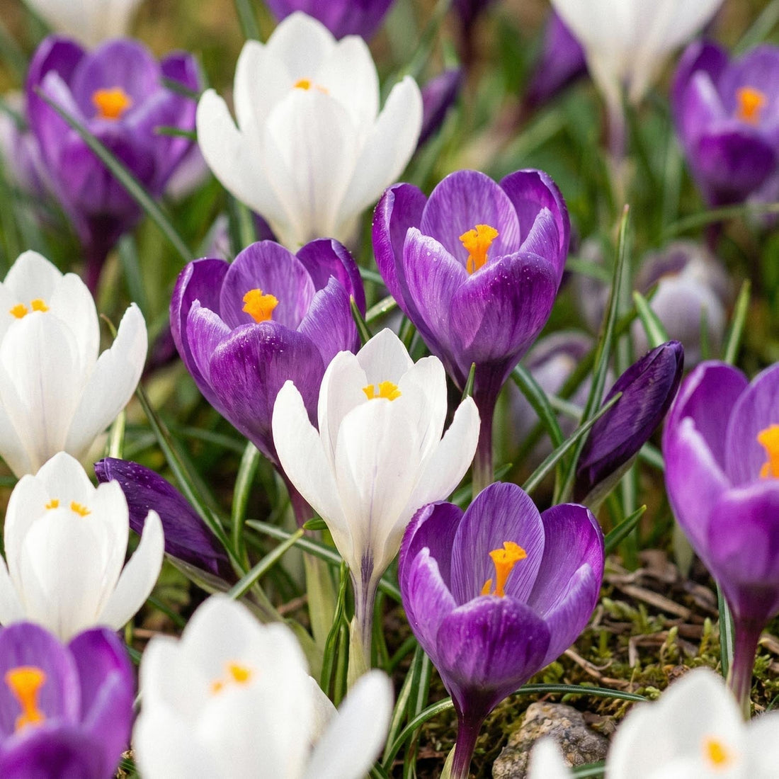 Krokusmischung 'White & Purple Mixed'