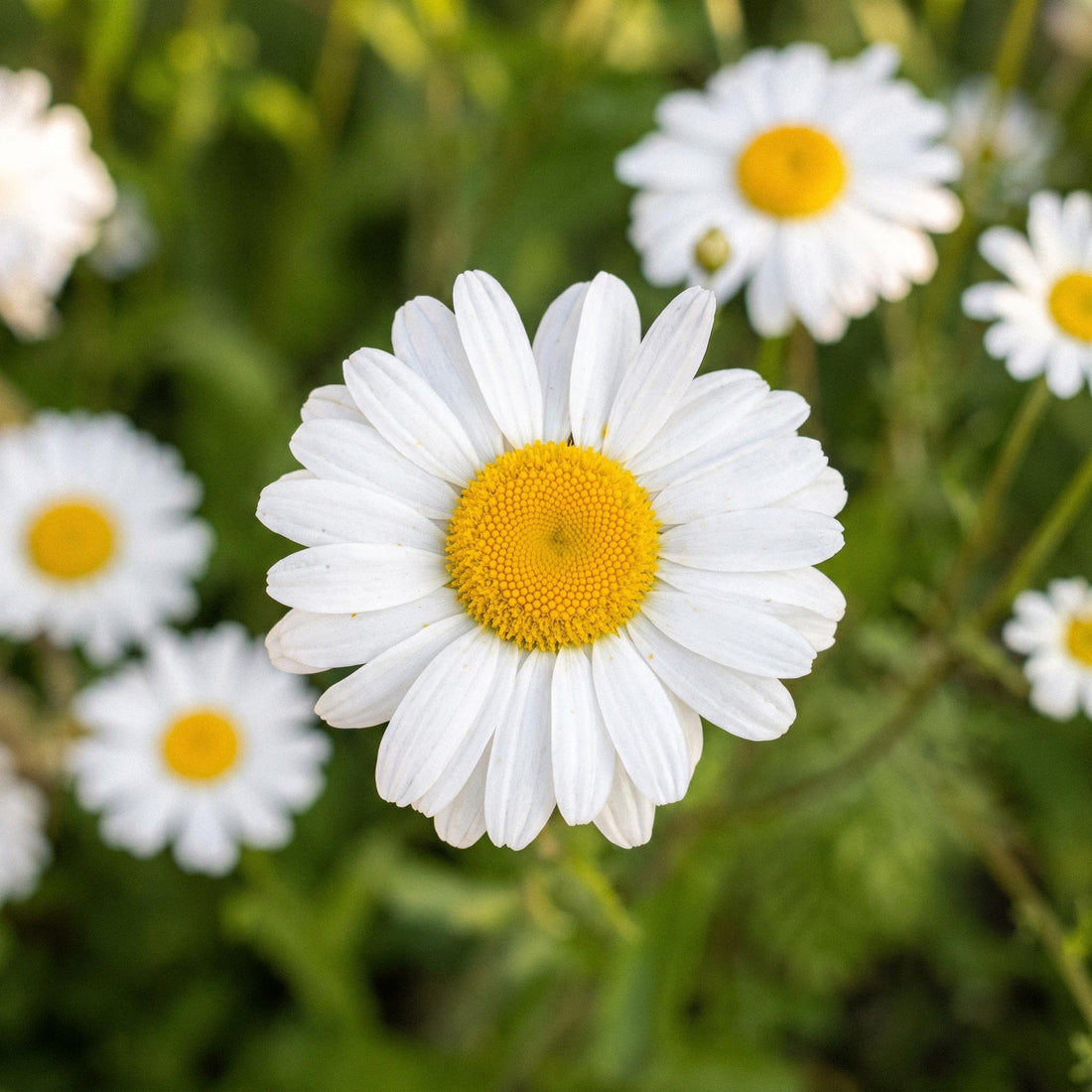 Kronenwucherblume Samen 'Ircutianum Wild Type' - 180 Bio-Samen