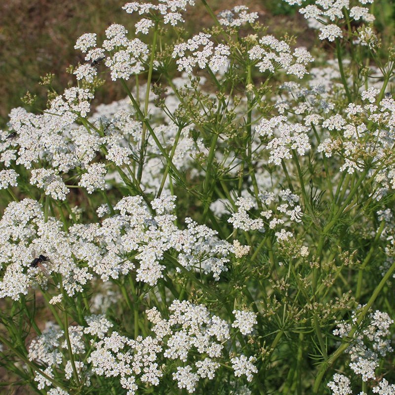 Kümmelsamen - 500 Biosamen