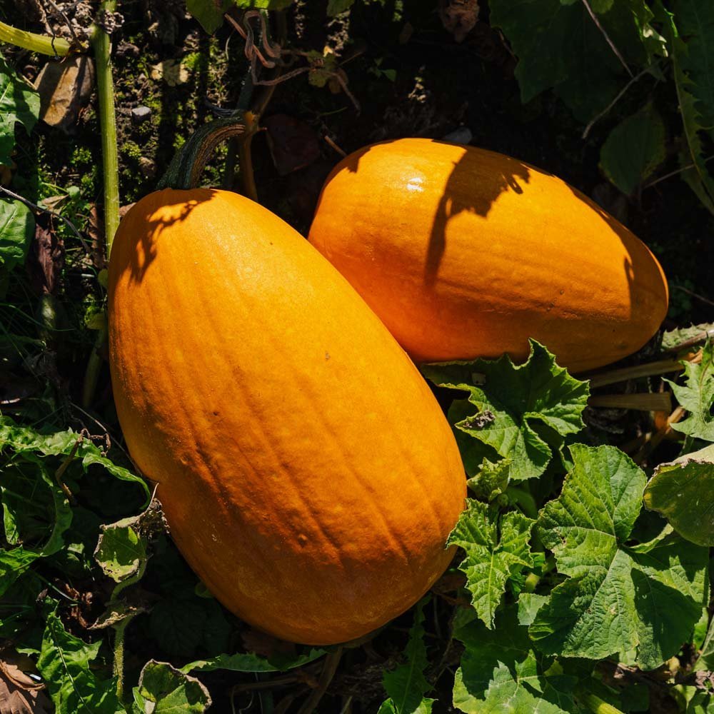 Kürbissamen 'Jack O’ Lantern' - 4 Biosamen