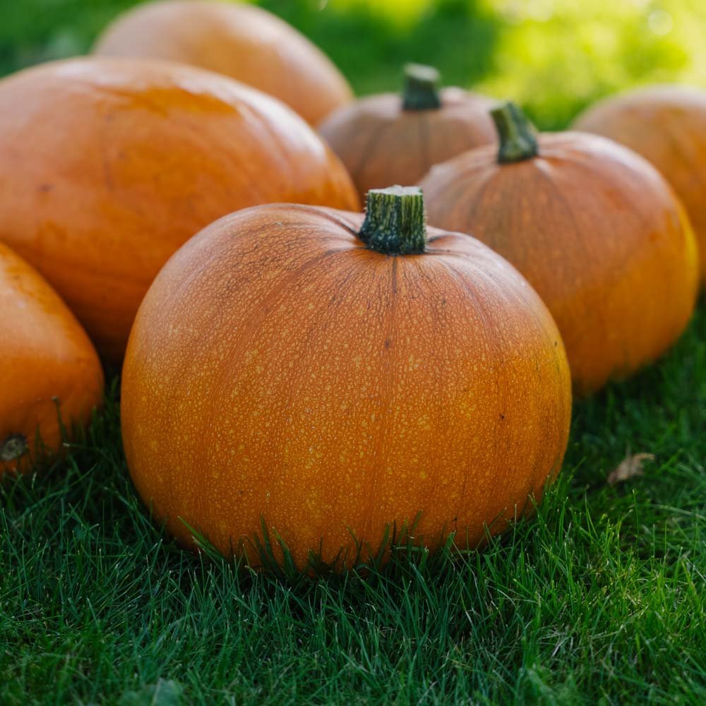 Kürbissamen 'Jack O’ Lantern' - 4 Biosamen