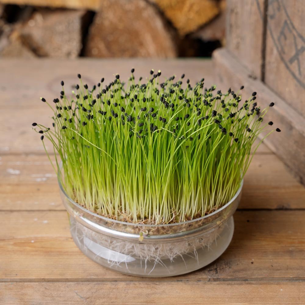 Lauch Microgreens Samen - 4500 Biosamen