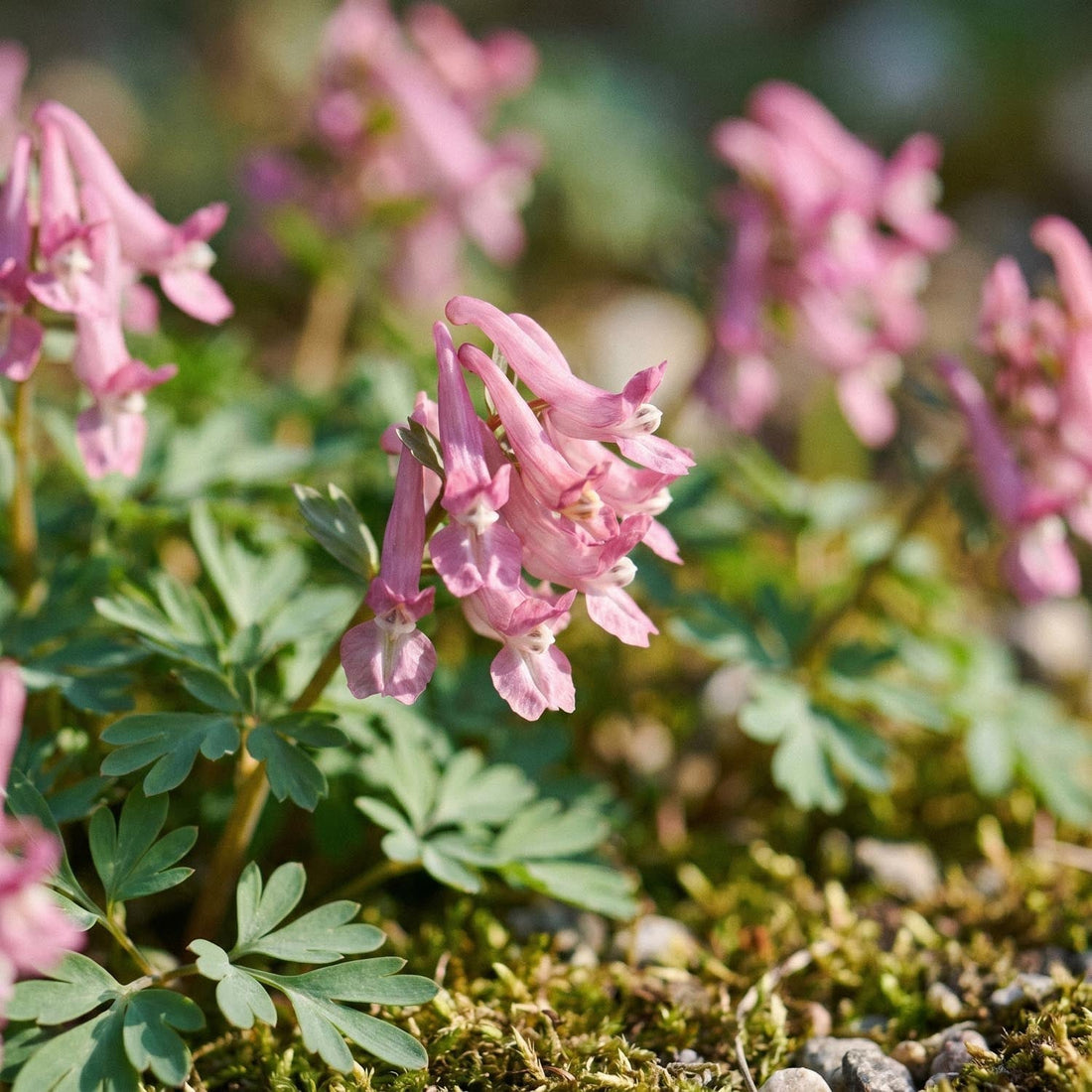 Lerchensporn, Corydalis 'Beth Evans'