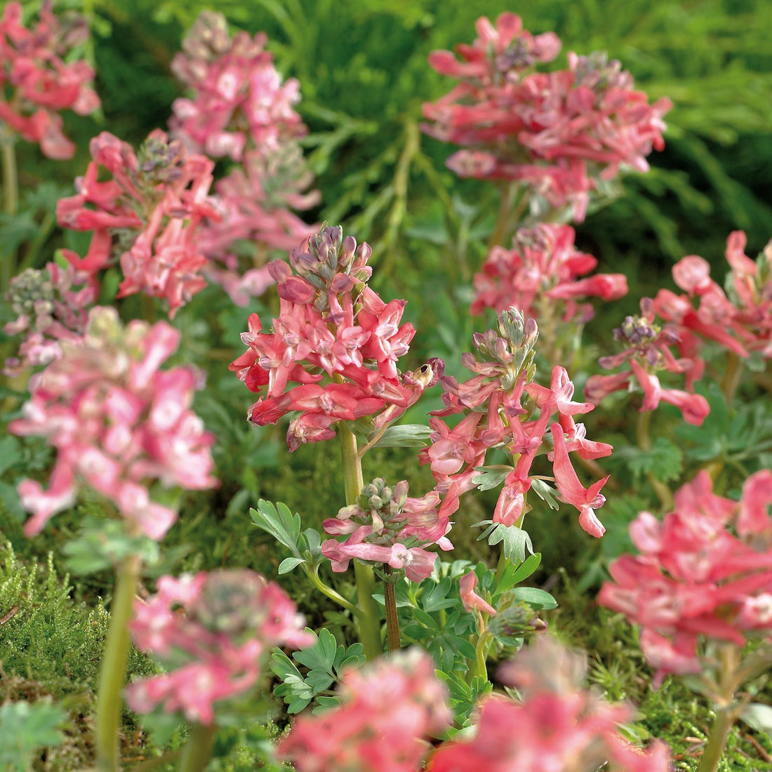 Lerchensporn, Corydalis 'Beth Evans'