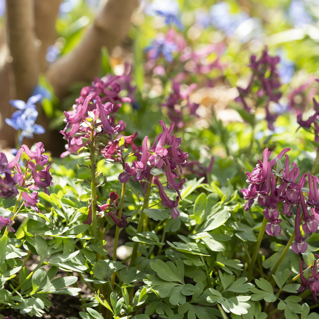 Lerchensporn, Corydalis 'Purple Bird'