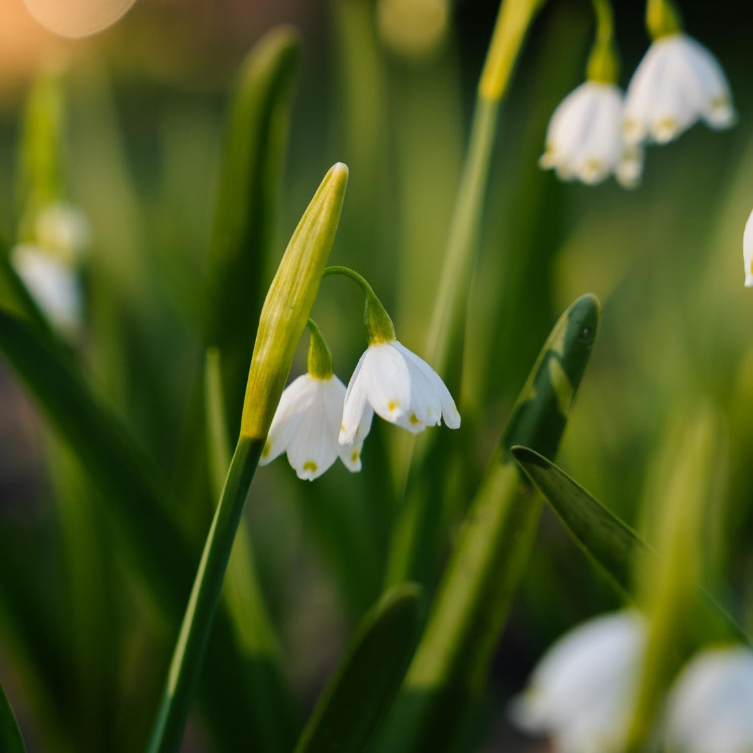 Leucojum 'Aestivum'