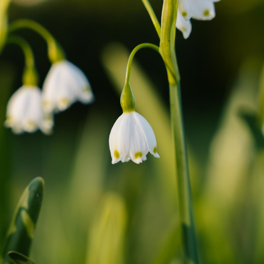 Leucojum 'Aestivum'