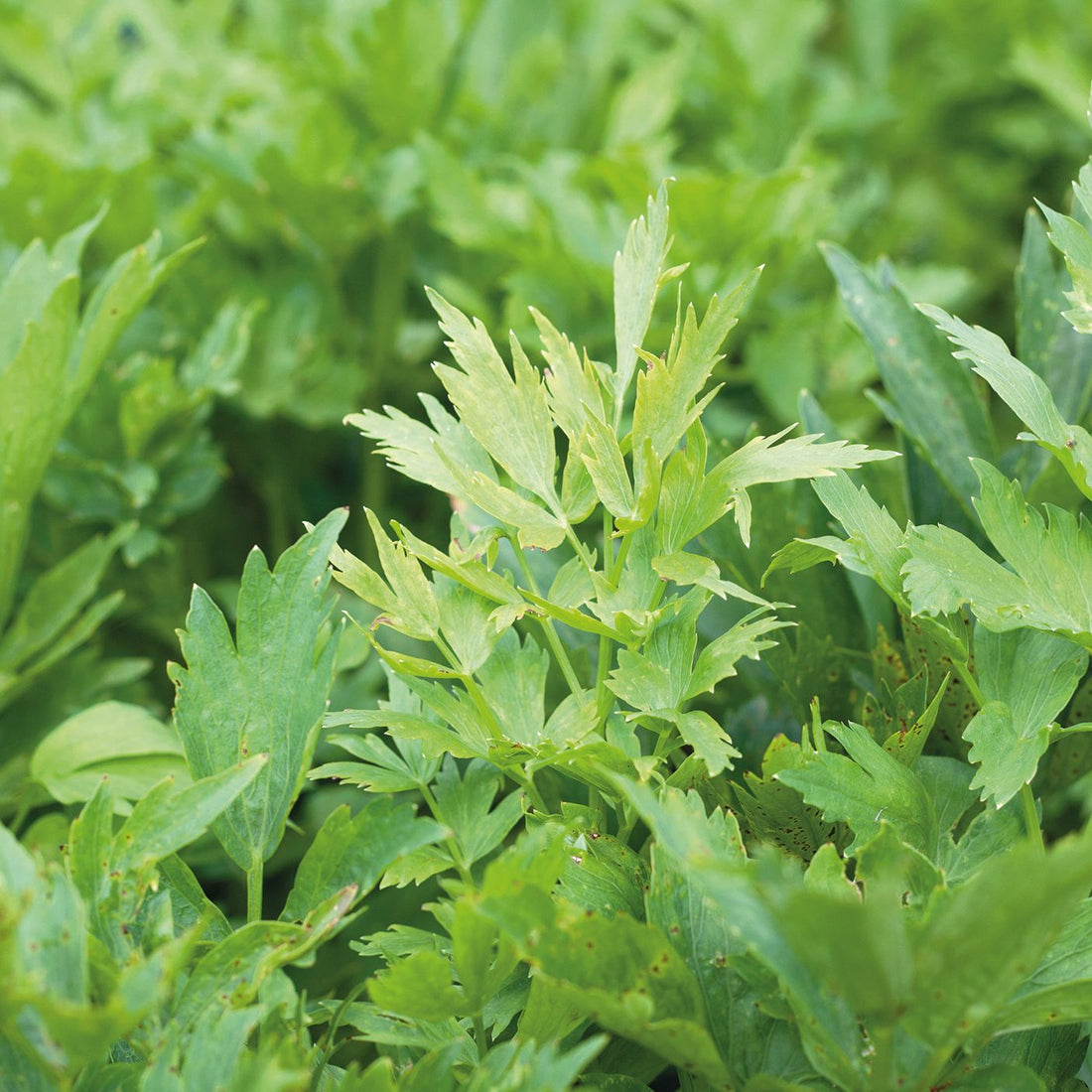 Liebstöckel, Levisticum 'Officinale'