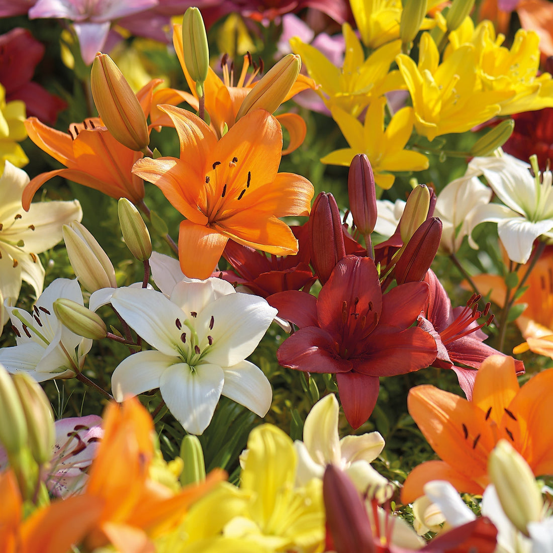 Lilie 'Asiatic Mixed'
