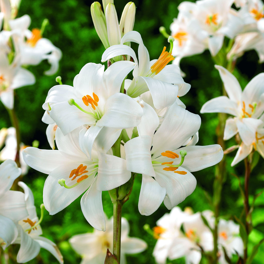 Lilie 'Candidum'