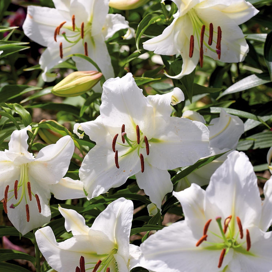 Lilie 'Casablanca'