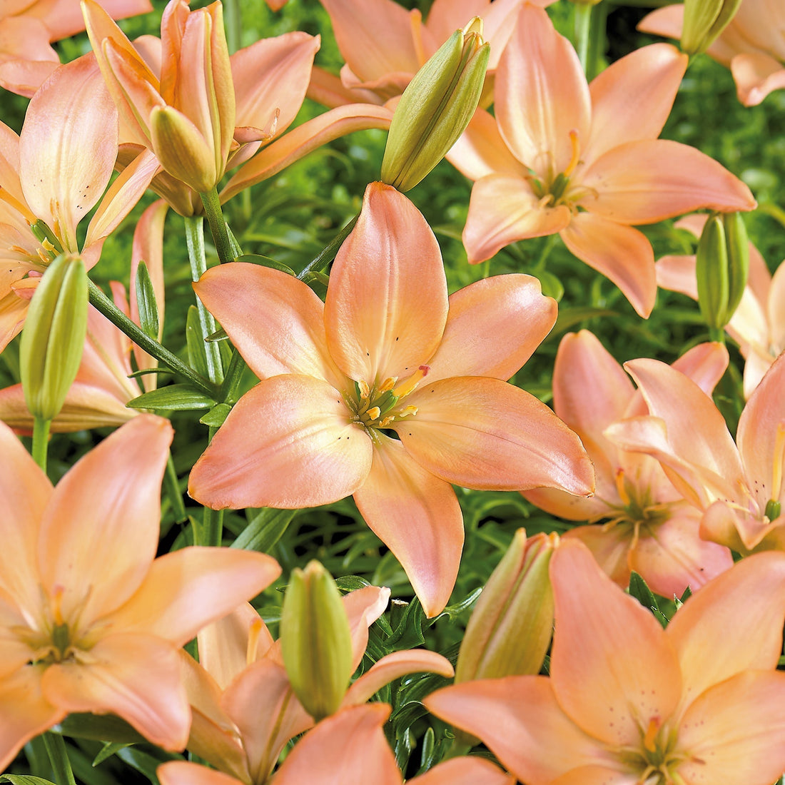 Lilie 'Easy Whisper'