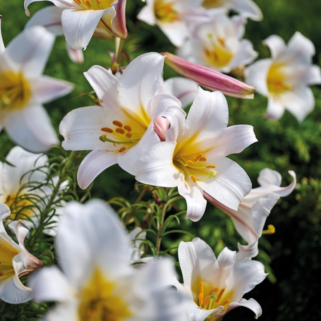 Lilie 'Regale'