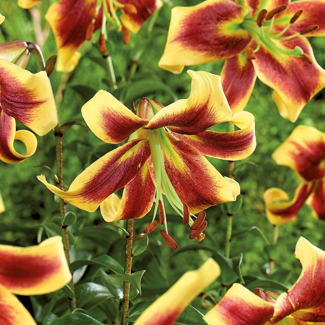 Lilie 'Robert Swanson'