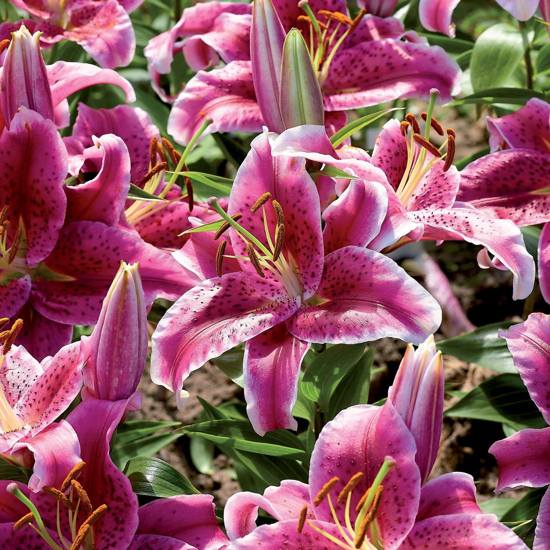 Lilie 'Stargazer'