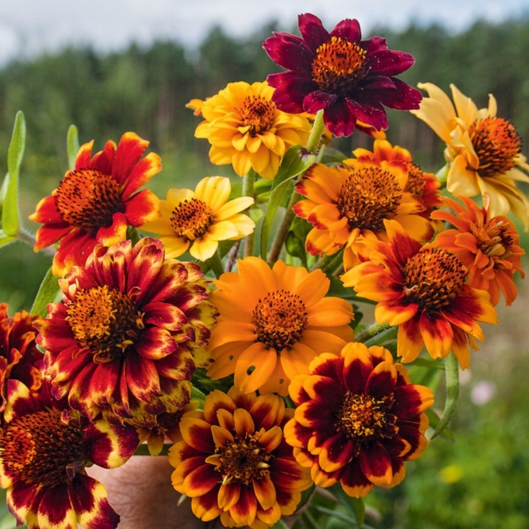 Liliput Zinnien Samen - 50 Biosamen