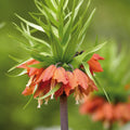Løglasagne 'Bronze Whisper'